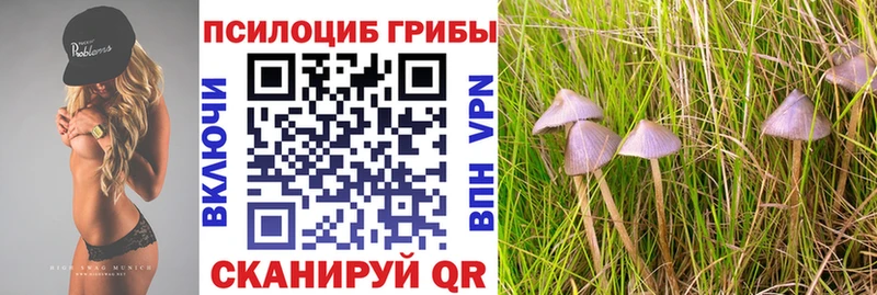 блэк спрут маркетплейс Приозерск Псилоцибиновые грибы Magic Shrooms